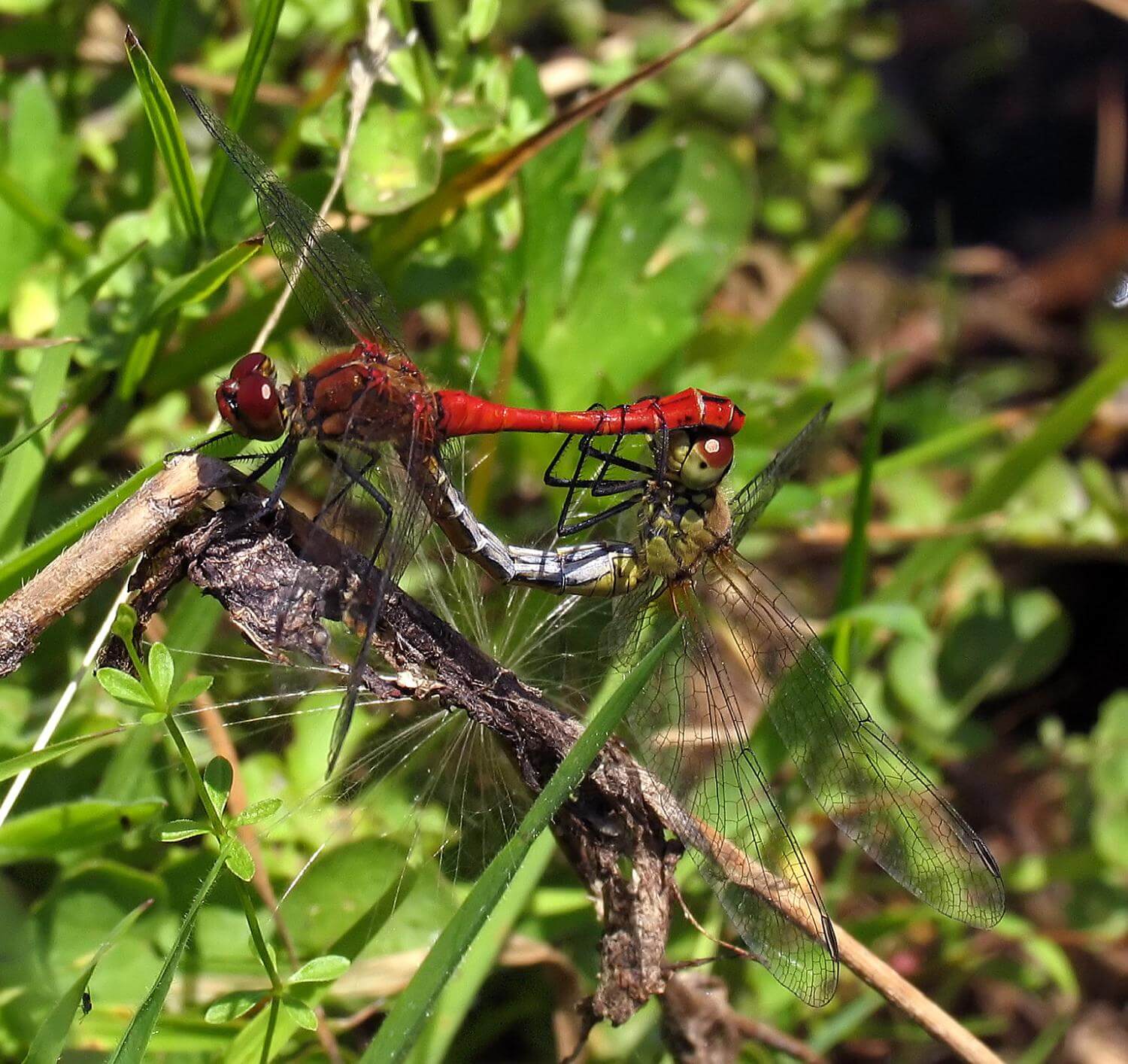 Ruddy Darter tandem by David Kitching